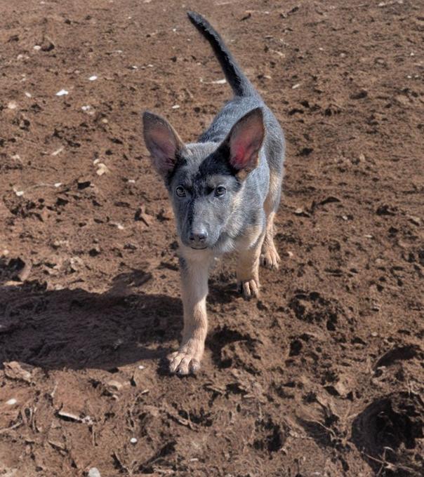 German Shepherd