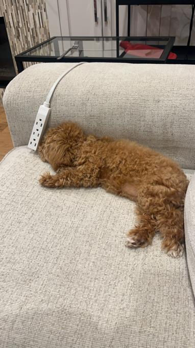 mini poodle