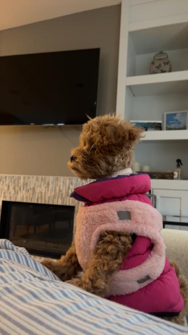 mini poodle
