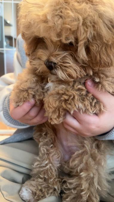 mini poodle