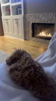 mini poodle