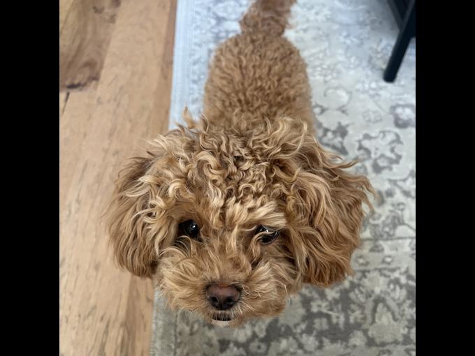 mini poodle