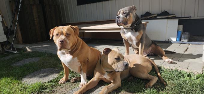 American Bully