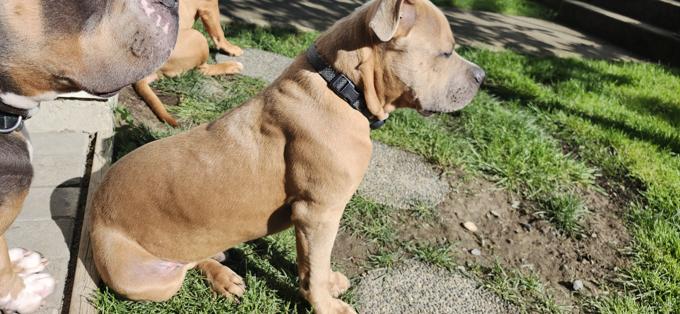 American Bully