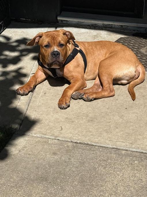 American Bully