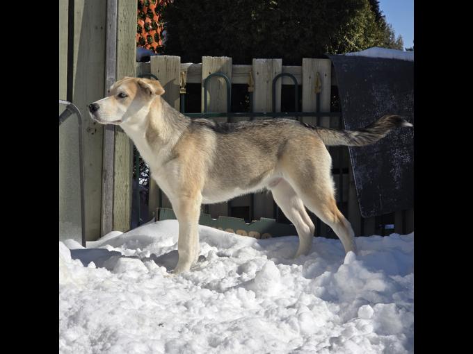 Husky-Labrador