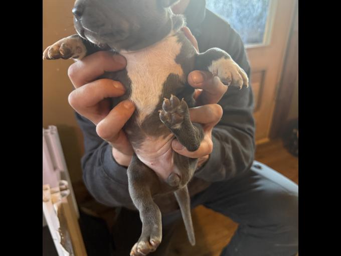 Bluenose Pitbull