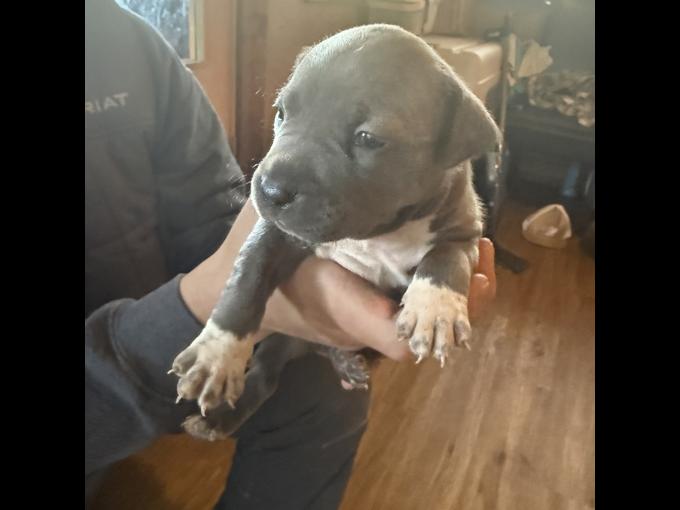 Bluenose Pitbull