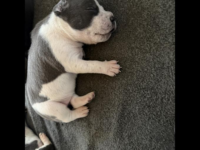 Bluenose Pitbull