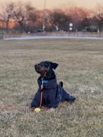 Doberman