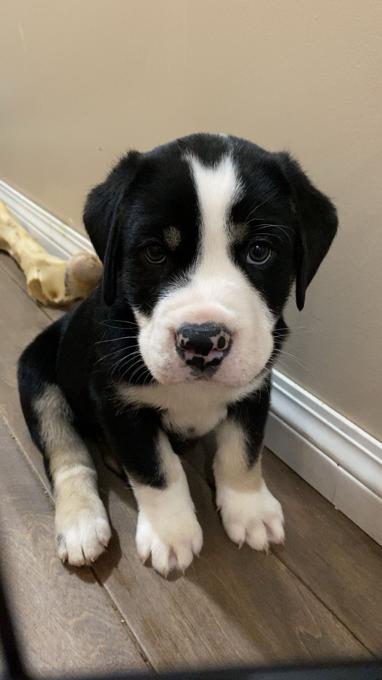 Bull aussie