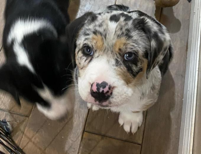 Bull aussie