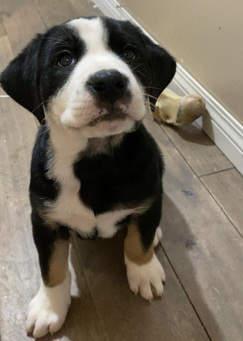 Bull aussie