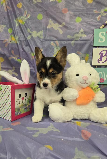 Pembroke welsh corgi