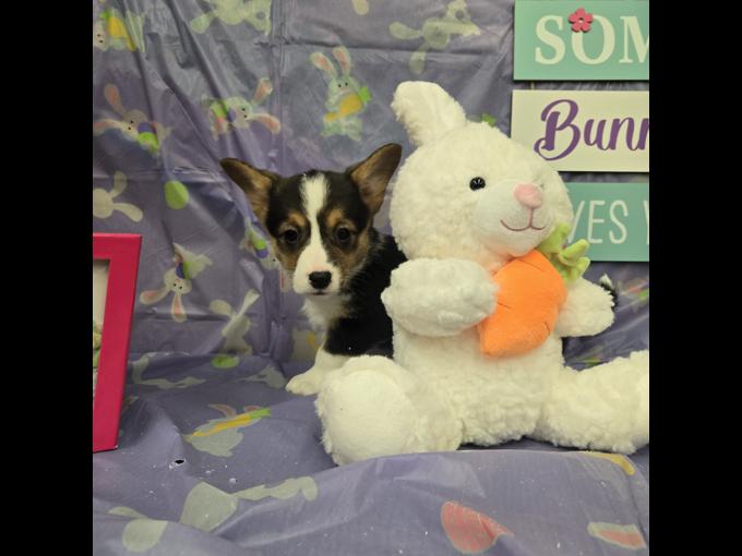 Pembroke welsh corgi