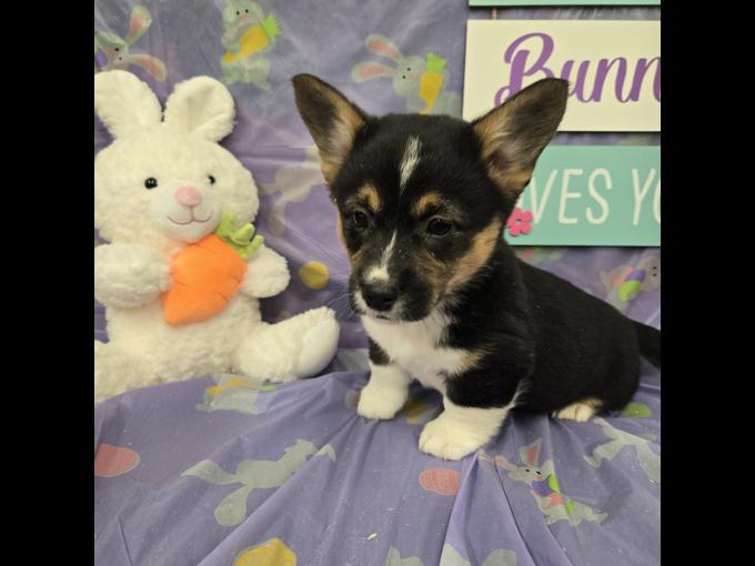 Pembroke welsh corgi