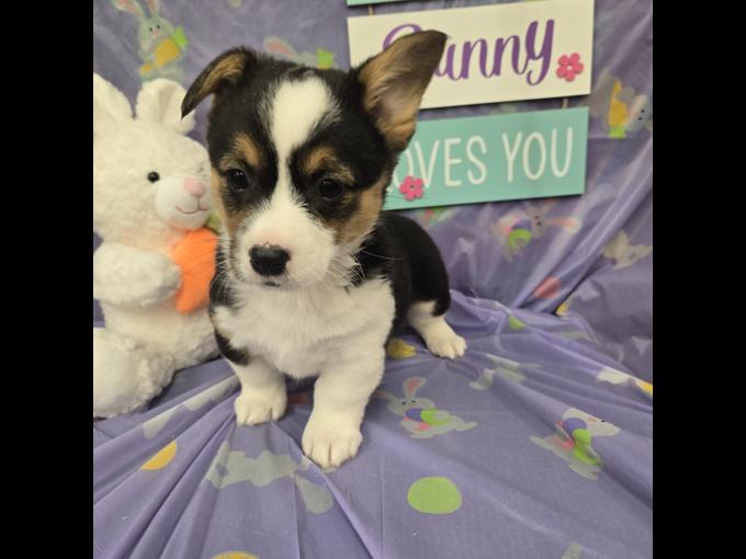 Pembroke welsh corgi