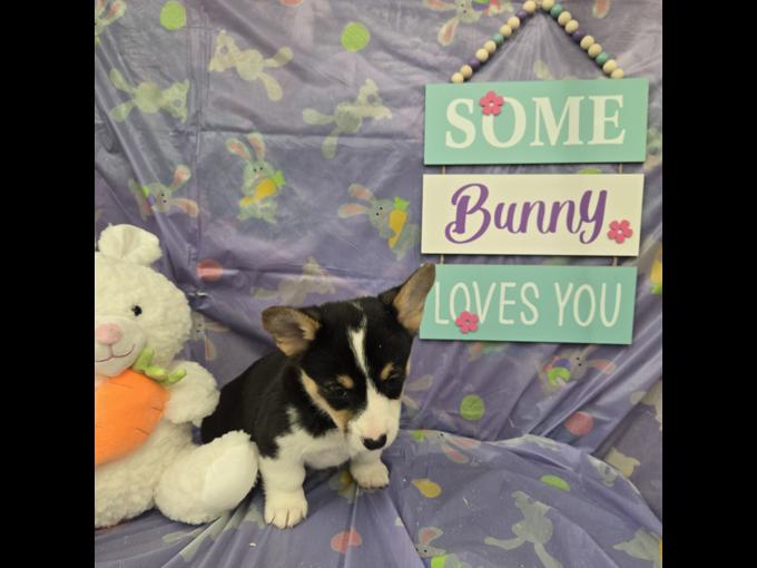 Pembroke welsh corgi