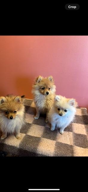 Pomeranian