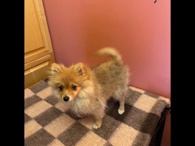 Pomeranian
