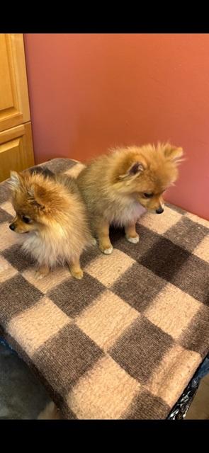 Pomeranian
