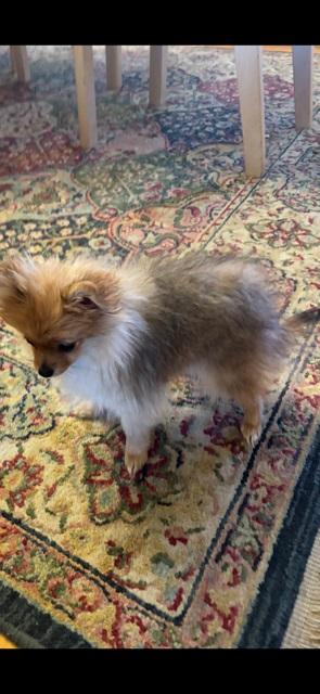 Pomeranian