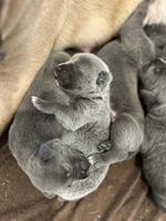 CaneCorso