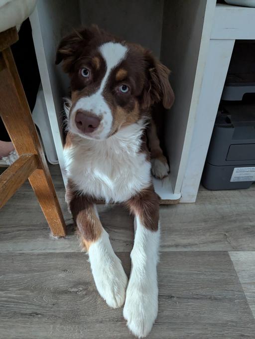 Australian Shepherd