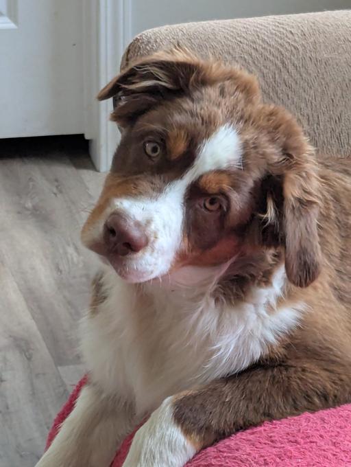Australian Shepherd