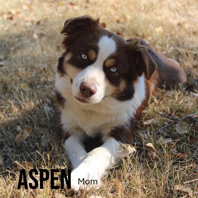 Australian Shepherd