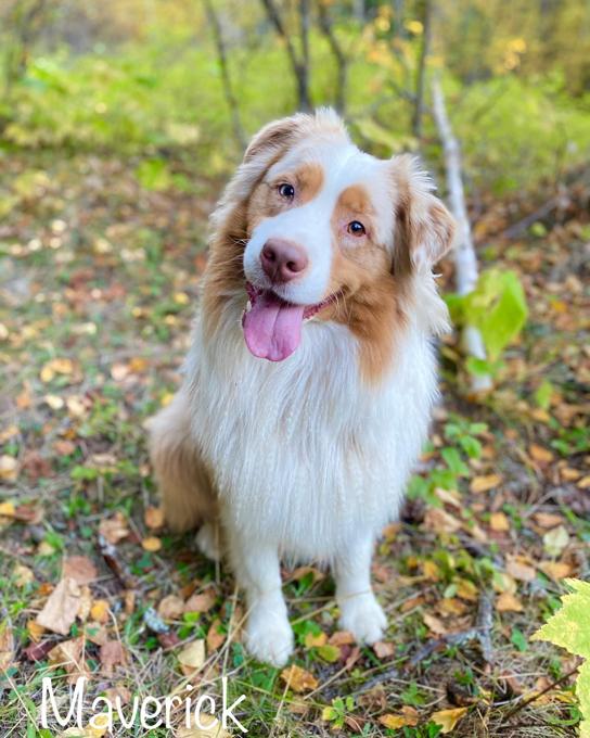 Australian Shepherd