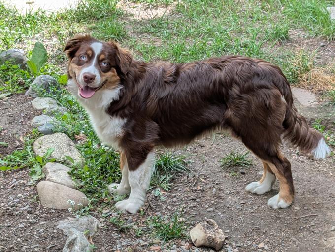 Australian Shepherd