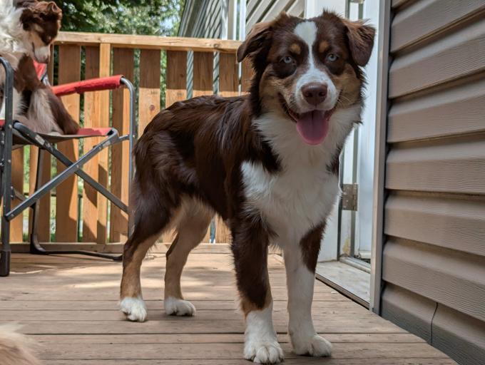 Australian Shepherd