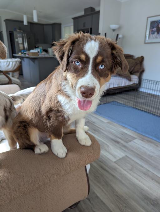 Australian Shepherd