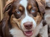 Australian Shepherd