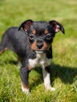 Min pin/ x