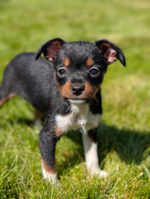 Min pin/ x