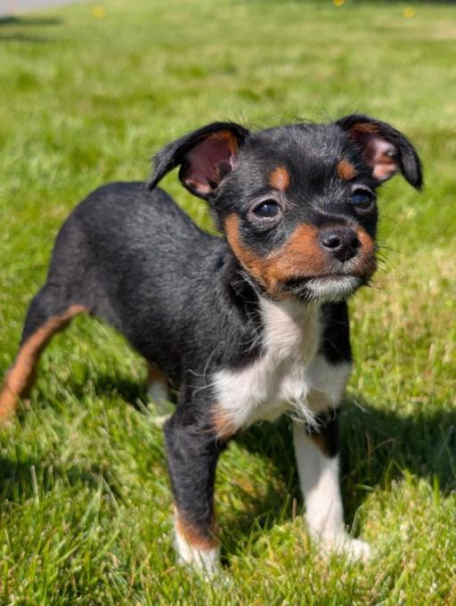 Min pin/ x