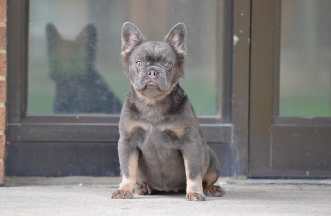 French Bulldog