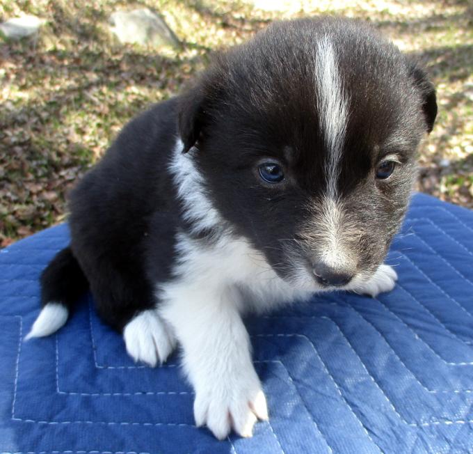 Australian Shepherd X border collie