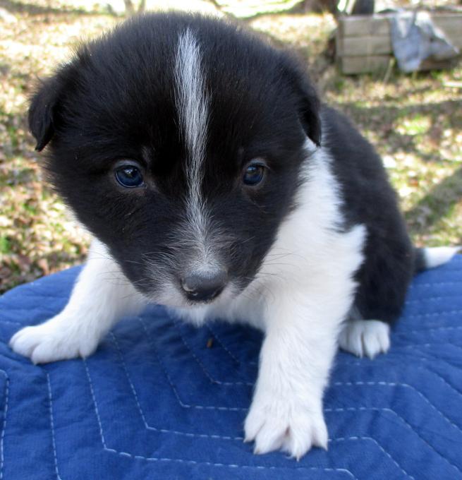 Australian Shepherd X border collie