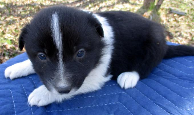 Australian Shepherd X border collie