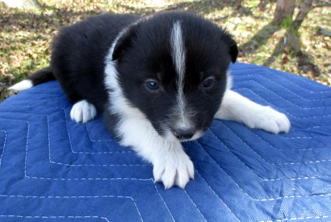 Australian Shepherd X border collie