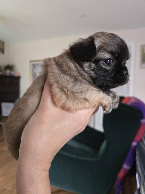 Chihuahua