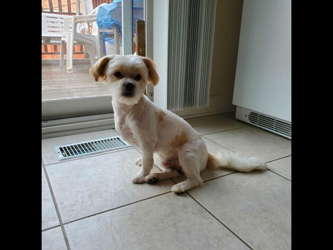Shih-Poo