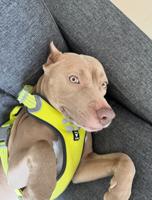 Bully