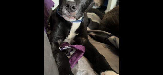 American Bulldog/Black Lab