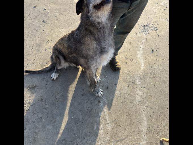 Irish Wolfhound