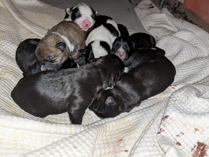 Cane Corso/ Pitbull 