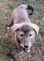Malamute German Shepard mix